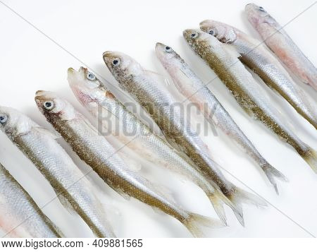 Deep Frozen Raw Smelt Fishes A Lot With Ice Pieces Isolated On White Background. Top View, Copy Spac