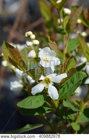 Pearl Bush Snow White - Latin Name - Exochorda Serratifolia Snow White