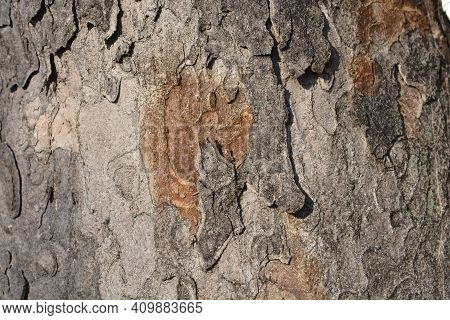 Common Sycamore Bark Detail - Latin Name - Acer Pseudoplatanus