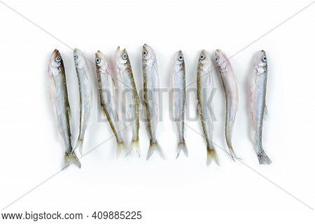 Deep Frozen Raw Smelt Fishes A Lot With Ice Pieces Isolated On White Background. Top View, Copy Spac
