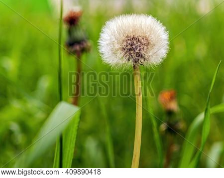 White Dandelion On A Blurred Background Of Green Grass. Micrography. Close-up.