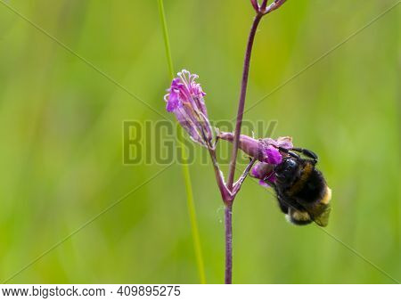 Bright Rosy Red Flowers Of Sticky Catchfly Silene Viscaria, And A Buff-tailed Bumblebee Bombus Terre
