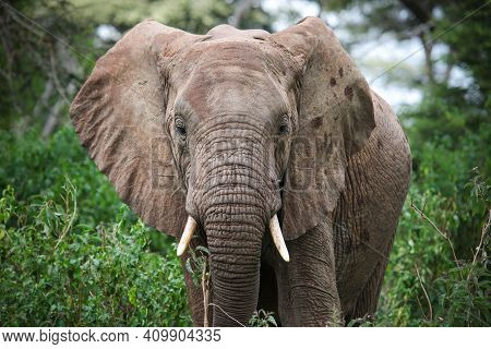 African Bush Elephant (loxodonta Africana) In A Green Wood