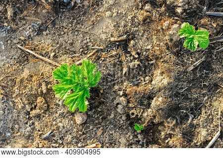 Leaves Of The Plant Borschevik Sosnovsky Close-up In Summer. Young Sprouts And Leaves Without Flower
