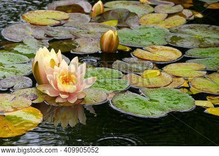 Water Lily Flowers In A Lily Pad Flowing In A Koi Pond At Deep Cut Gardens In Middletown, Nj.