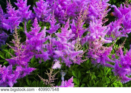 Colorful Autumn Astilba. Pink Flower Blossom On Field. Beautiful Growing And Flowers On Meadow Bloom