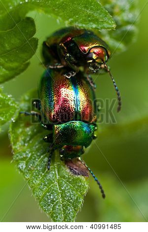 Bugs