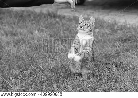 Treating Pets. Cat Play With Human Hand. Fluffy Kitten Outdoor. Outbred Cat Sit On Green Grass. Dome