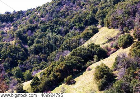 Chaparral Plants And Lush Meadows On A Mountain Slope Taken At A Chaparral Woodland In The Rural Foo