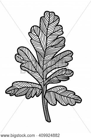 Vintage Leaf With Streaks On A White Background