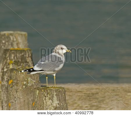 Gull ทั่วไป