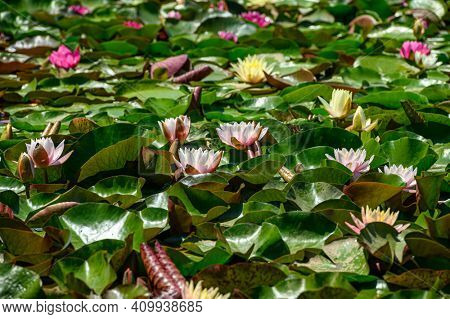 Red water lily flowers (Nymphaea alba f. rosea) in a lake. The flower is a red variety of the white water lily (Nymphaea alba).