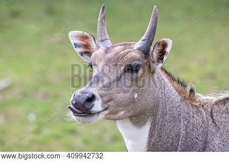 Close-up Portrait Of Male Nilgai With Tongue Sticking Out. Largest Asian Antelope Blue Bull (boselap