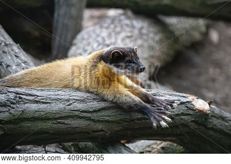 Yellow-throated Marten Stretching On The Mossy Log. Wild Fluffy Kharza (martes Flavigula) With Beaut