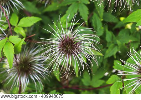 Heads Of Clematis Flower Puffs After Blooming