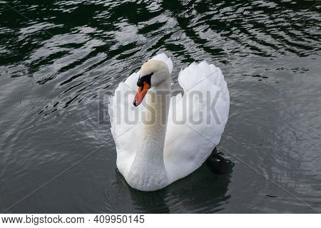 One White Mute Swan Swimming In The Harbour At Pedder Bay, British Columbia, Canada