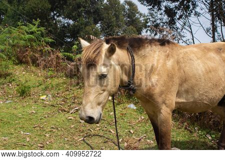 Indian Mountain Horse Is Standing On Grass In The Field. Horse Stock Images