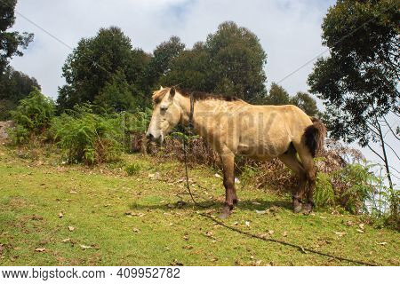 Indian Mountain Horse Is Standing On Grass In The Field. Horse Stock Images
