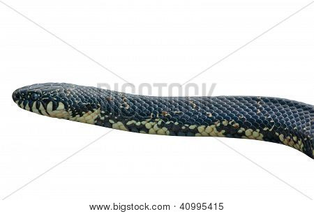 Doğu siyah Kingsnake