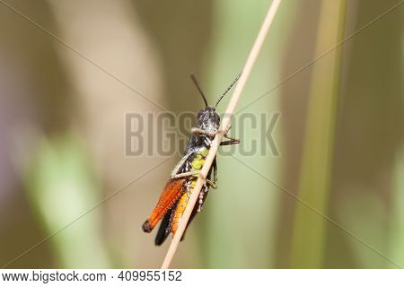 Common Field Grasshopper (chorthippus Brunneus) Holds To The Stem Of The Plant