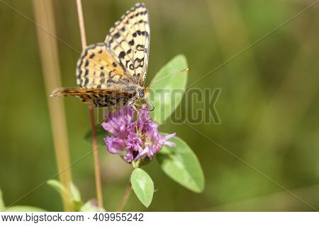 Brown Butterfly (euptoieta Claudia) On A Purple Flower(knautia Arvensis-field Scabious)