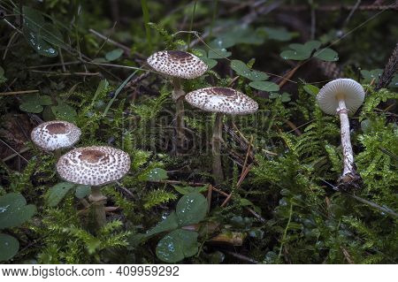 The Cat Dapperling (lepiota Felina) Is An Poisonous Mushroom , An Intresting Photo