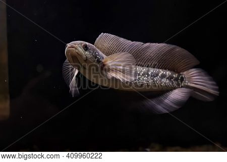 Yellow channa sentarum beautiful big predator fish