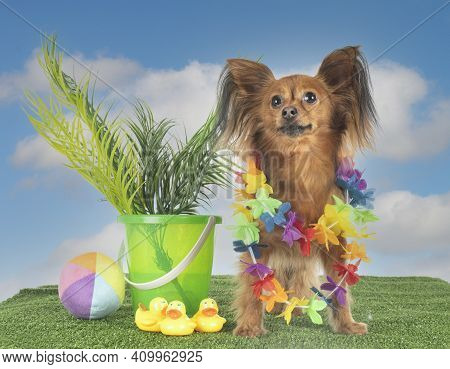 Russkiy Toy In Front Of White Background