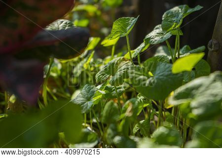 Centella Asiatica, Commonly Known As Centella And Gotu Kola, Is A Small, Herbaceous, Annual Plant An