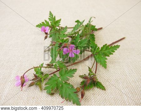 Flowering Roberts Geranium, Cranesbill, Geranium Robertianum, On A Wooden Board