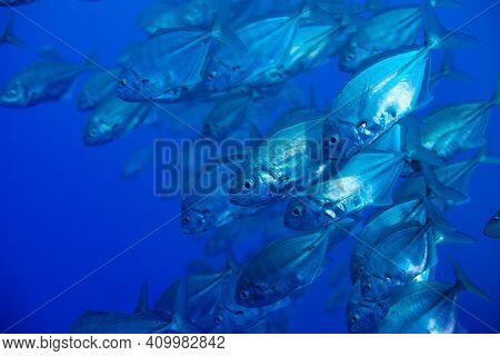Photo Of Big School Of Caranx Fishes Swim Close To The Camera