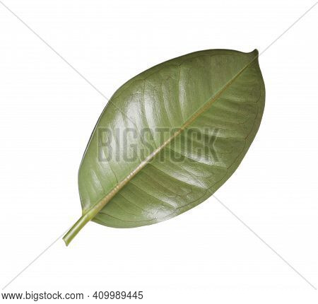 Fresh Green Leaf Of Ficus Elastica Plant Isolated On White