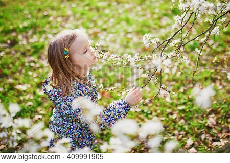 Adorable Little Girl Enjoying Nice And Sunny Spring Day Near Apple Tree In Full Bloom. Outdoor Sprin