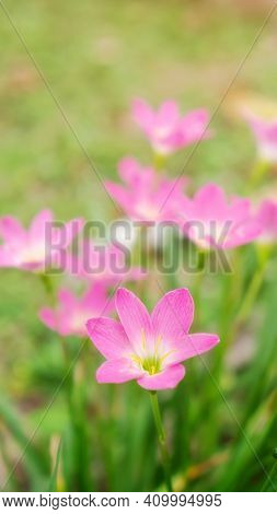 Pink Zephyranthes Lily Flower In A Garden.