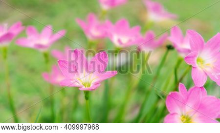 Pink Zephyranthes Lily Flower In A Garden.