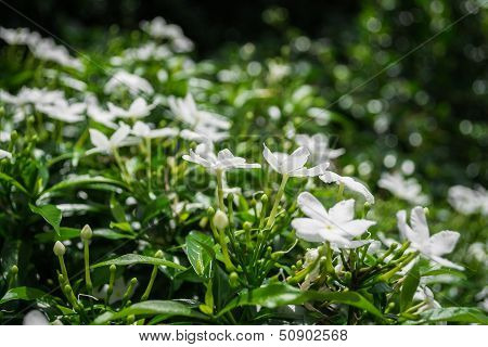 Gerdenia Crape Jasmine