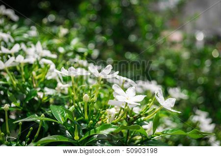 Gerdenia Crape Jasmine