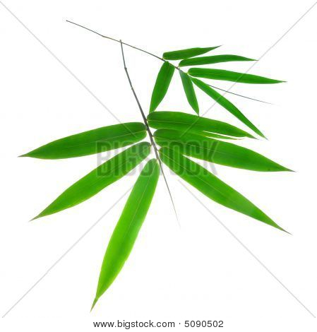 Hojas de bambú