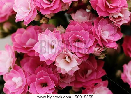 Kalanchoe Flower Blossoms