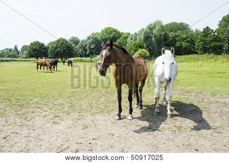 Herd Of Horses