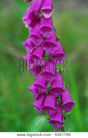 Yüksükotu yüksük otu Purpurea