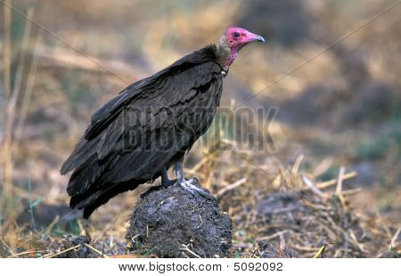 붉은머리 독수리 (sarcogyps 칼)