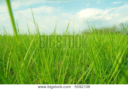 Gras
