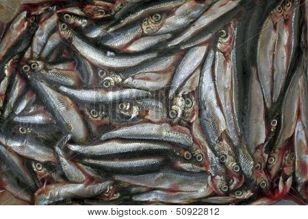 Vendace Fish