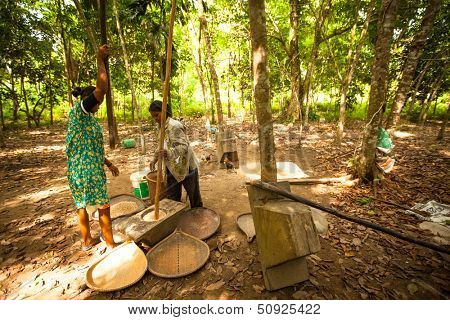 BERDUT, MALAYSIA - APR 8: Unidentified people Orang Asli thresh rice to remove chaff on Apr 8, 2013 in Berdut, Malaysia. More than 76% of all Orang Asli live below the poverty line.