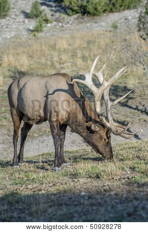Bull Elk feeding