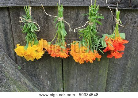 Fresh tagetes,marigold, nasturtium,calendula hanging for drying