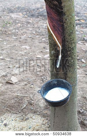 Rubber Plantation
