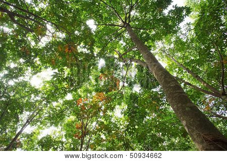 Rubber Plantation