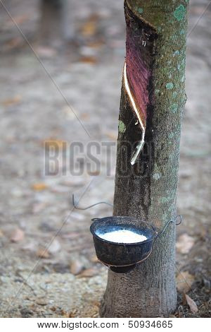 Rubber Plantation